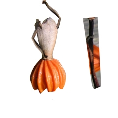 Creation of Seed Dance: Step 5